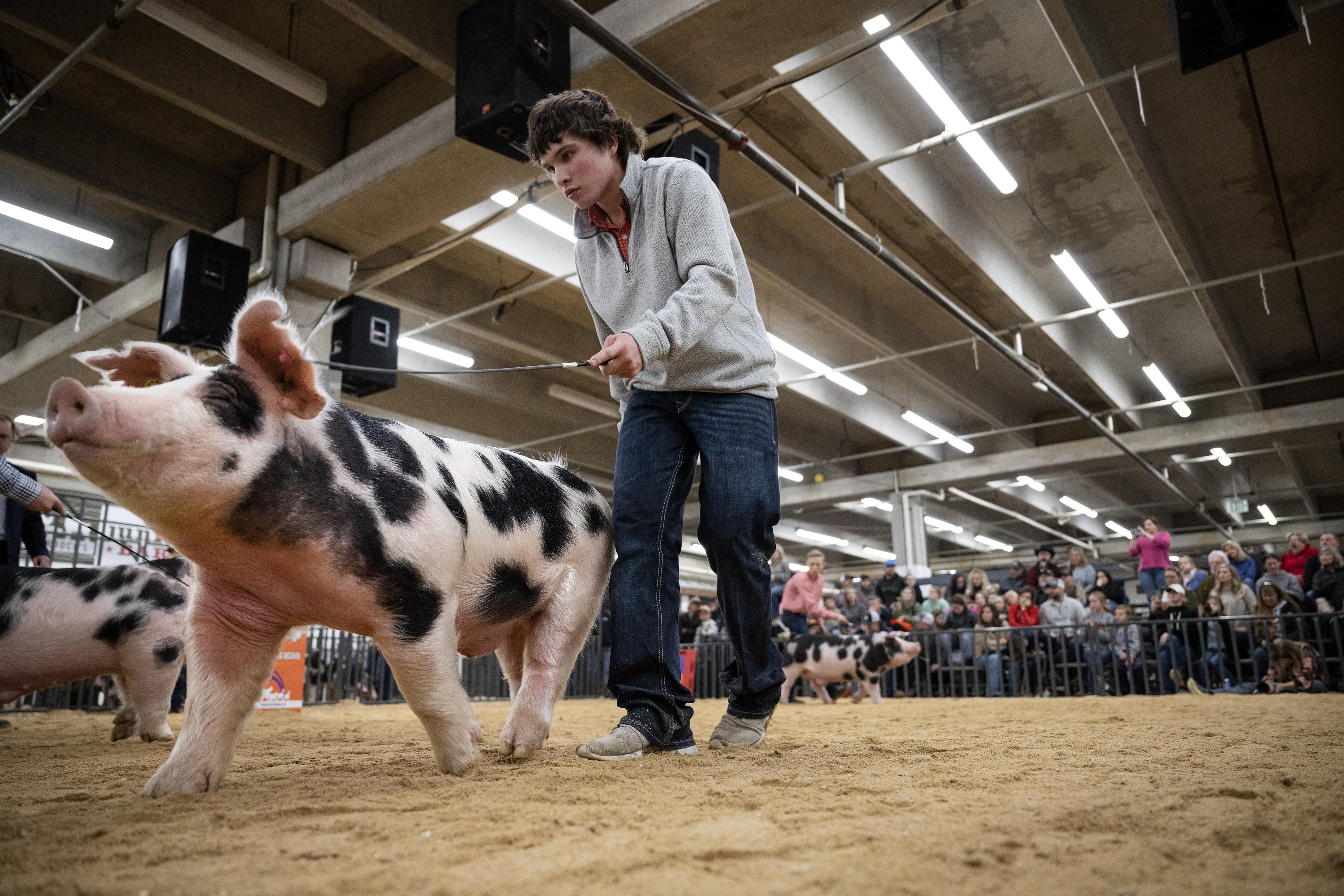 Doug and Roger’s Swine Song: Show goes on for lost and found pigs