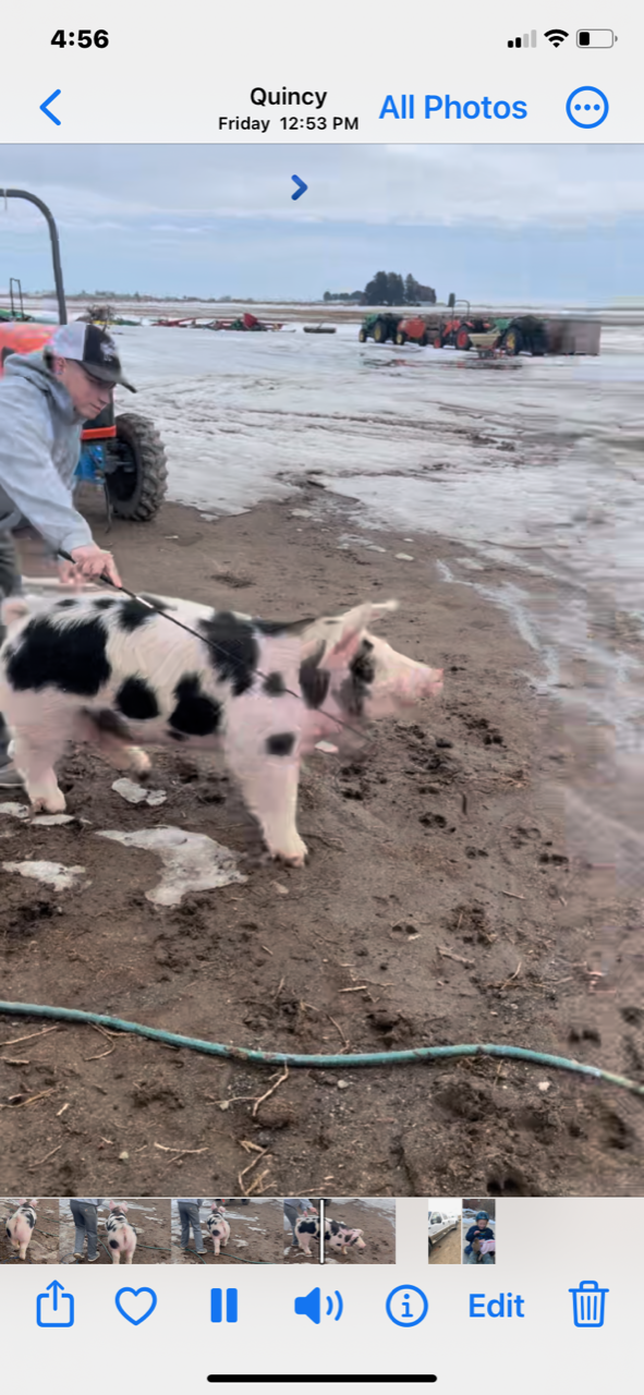 This is Roger, one of the two prize pigs who were stolen, with a truck and trailer, from a Comfort Inn off Tower Road near Denver International Airport. The pigs were found alive Tuesday morning in Commerce City. (COURTESY OF TANIA LEE)