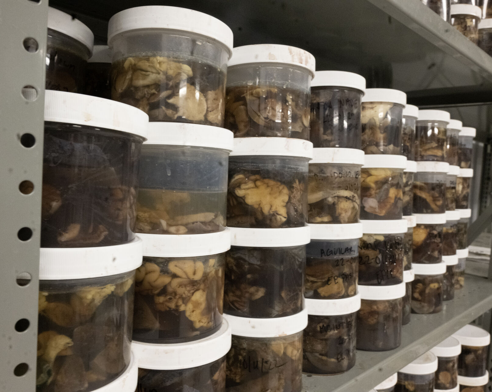 In a storage room at the El Paso County Coroner’s Office, there are containers with pieces of tissue cut from each organ from those autopsied, in case there is a need for DNA.