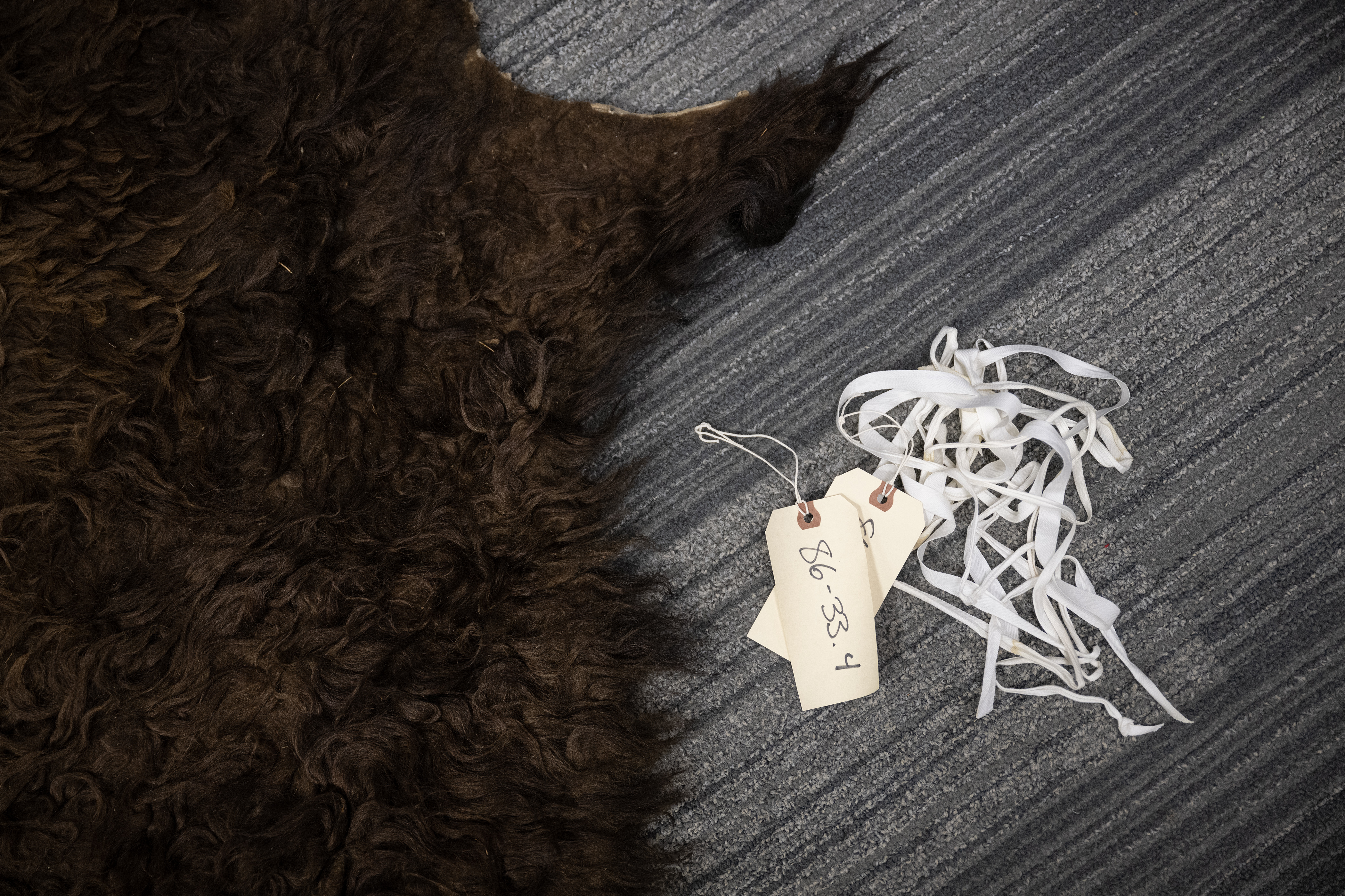 The tag for a bison hide sits next to it in the museum’s Education Room, where it and other water-damaged items are temporarily being stored before cataloging on Thursday, Jan. 19, 2023, at the Aurora History Museum in Aurora, Colo.(Timothy Hurst/The Denver Gazette) (TimHursttim.hurst@gazette.comhttps://secure.gravatar.com/avatar/aca82bd62b4ee425c598527cd6faa1b1?d=mm&r=g)