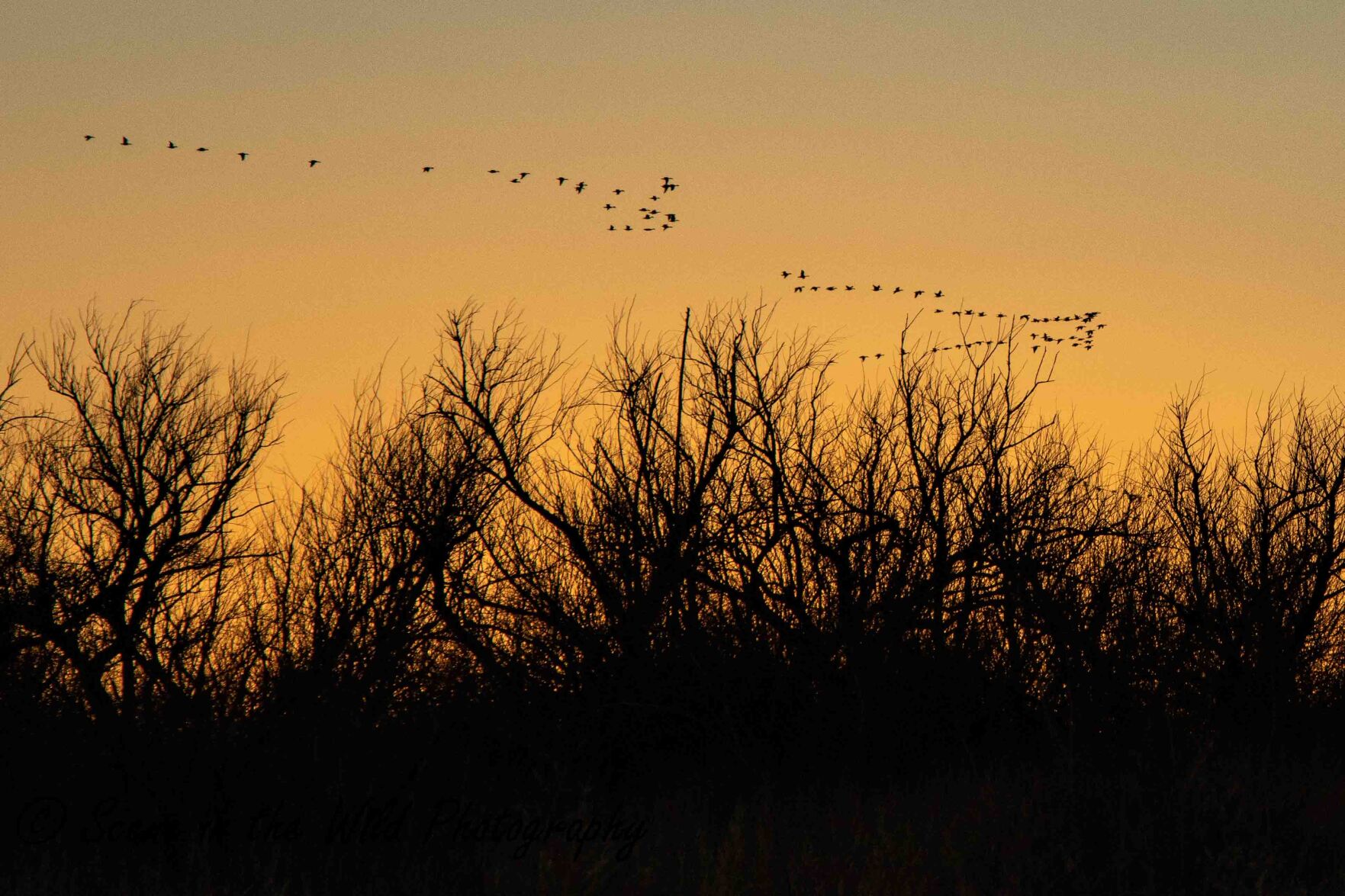 Snow geese fly in Prowers County. (courtesy of Sue Keefer)