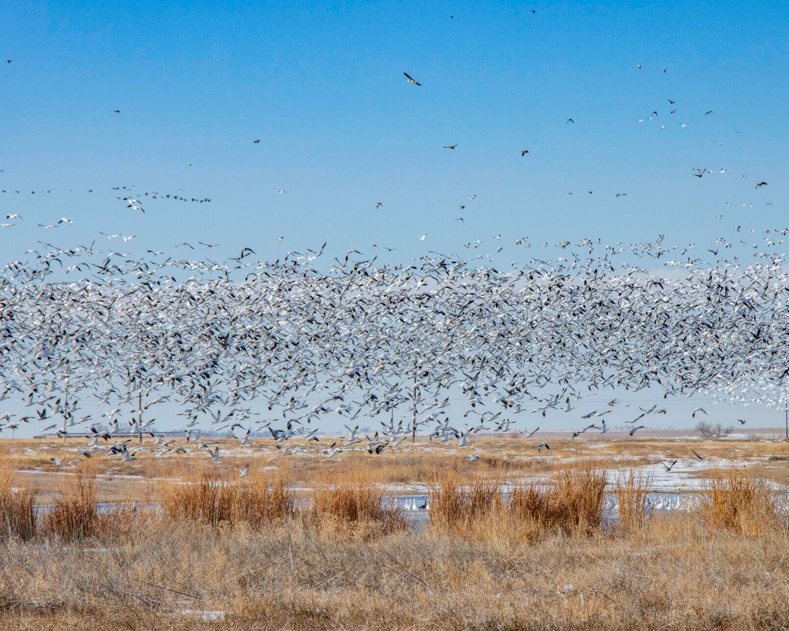 Snow geese in Prowers County. Photo by Sue Keefer