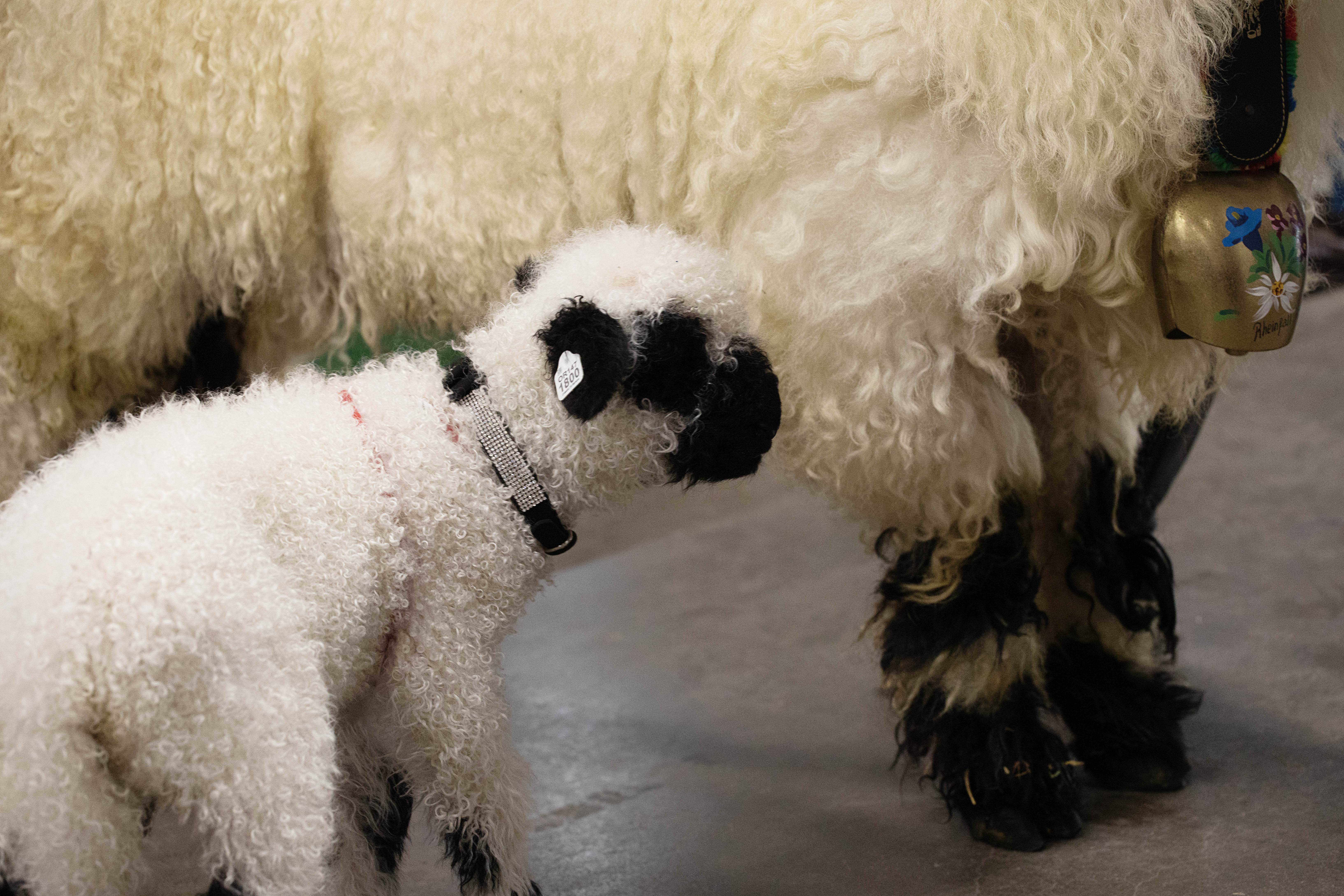 Buckaroo, the world's 'cutest sheep' came to the National Western Stock Show in Denver on Saturday, Jan. 7, 2023. The sheep, valais blacknose, were brought from breeders, Pure Valais, who are based out of Oregon and Washington. (TomHellauerMultimedia Producertom.hellauer@denvergazette.comhttps://denvergazette.com/content/tncms/avatars/f/9e/622/f9e6228a-3b6b-11ed-bf10-fbb71fa8e421.f54b911252c540f1d61709edc4727a39.png)