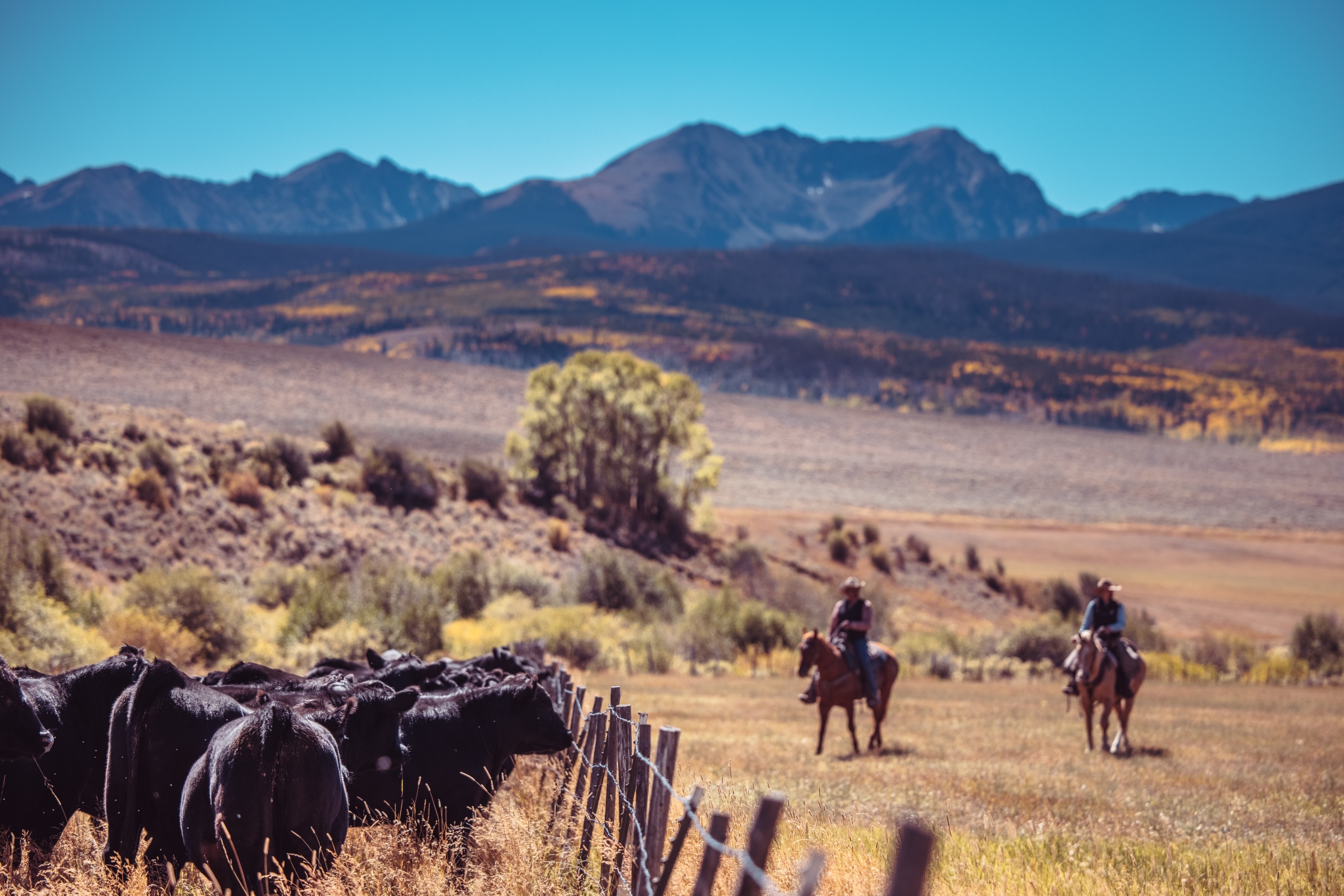 Colorado rancher uses genetics to create super mountain cows
