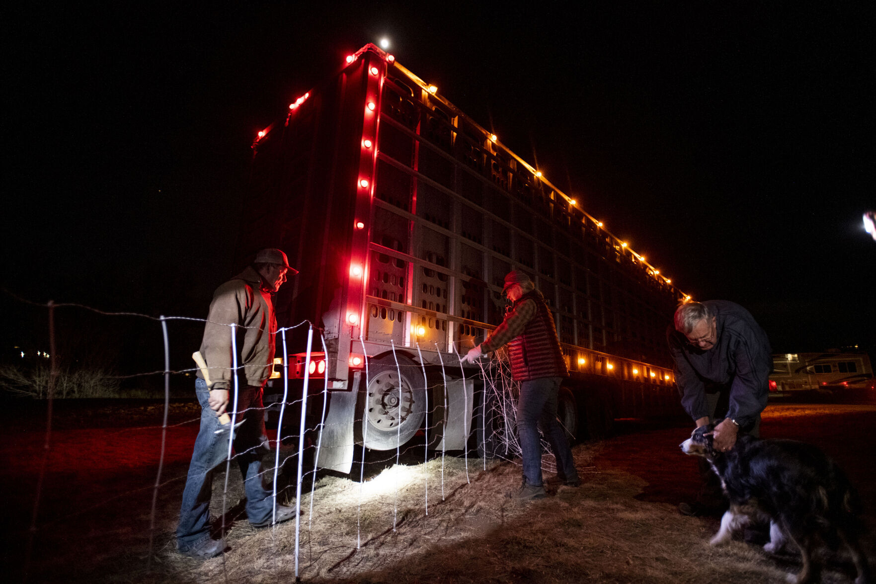 Lani Malmberg, co-owner and herder of Goat Green, puts up temporary fencing for her cashmere goat herd on their arrival at Bear Creek Regional Park in December 2021. (Gazette file photo)