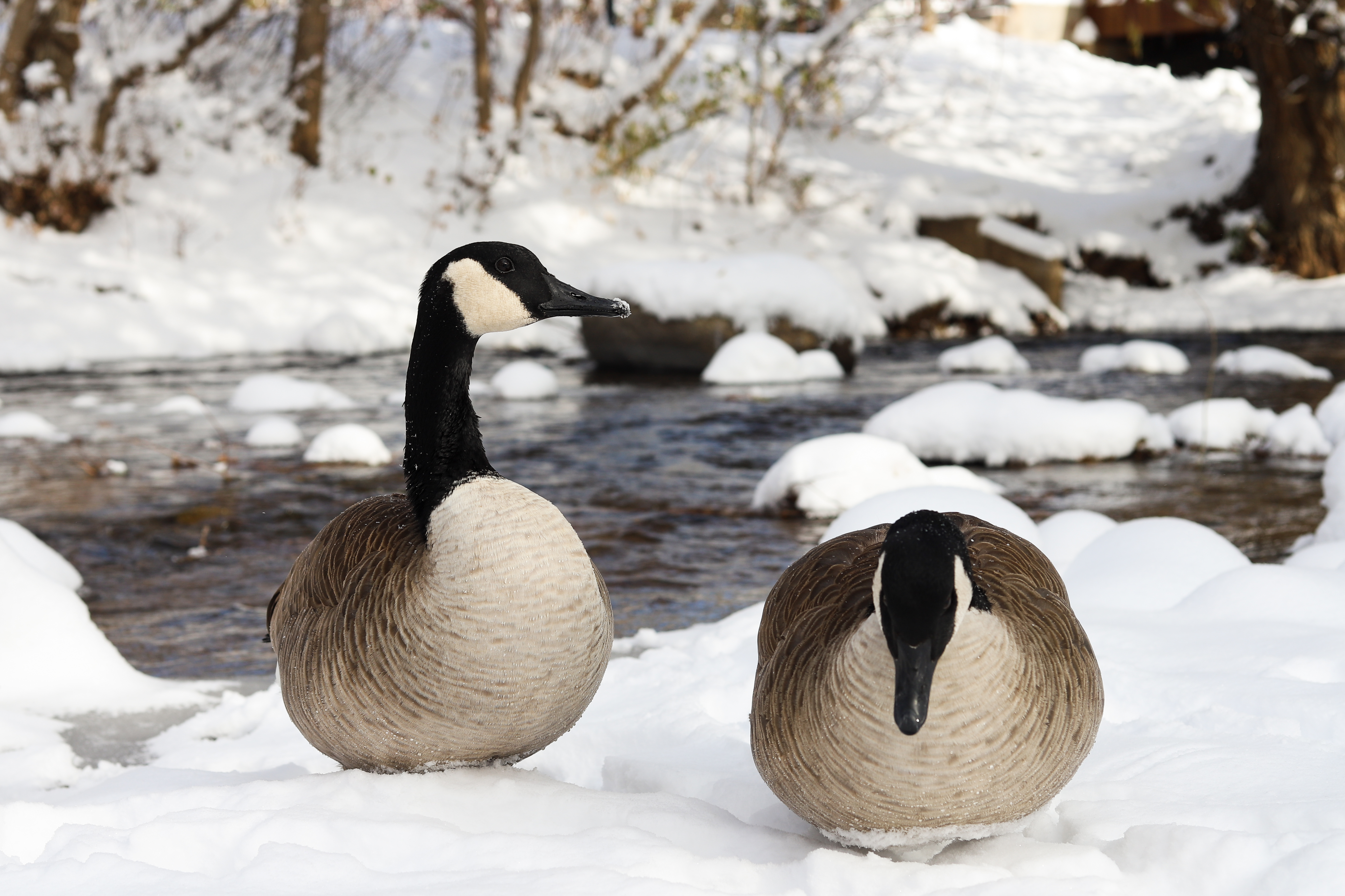Colorado health department warns public to remain vigilant against avian flu