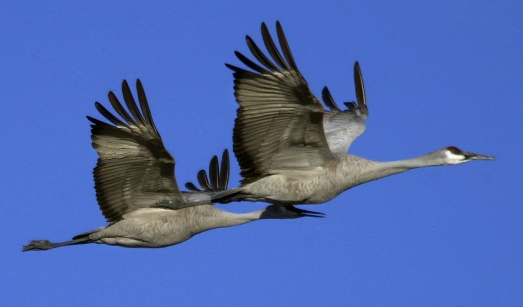Sandhill cranes fly through the Monte Vista National Wildlife Refuge in the San Luis Valley. (gazette file)