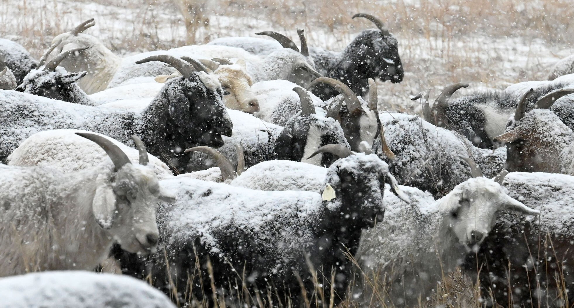 Weed-eating goats to make wintertime appearance at Bear Creek Regional Park