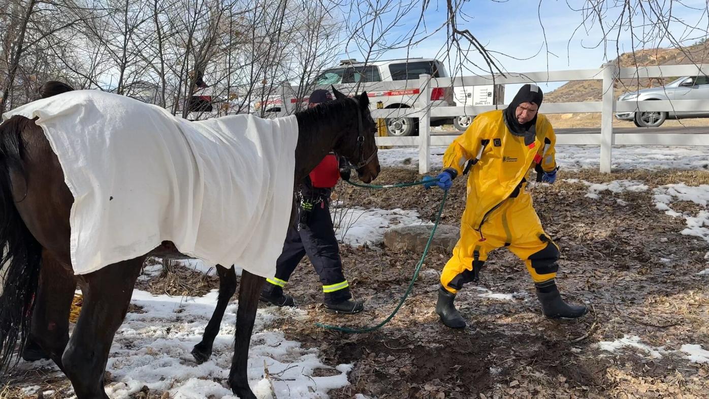 Horse Rescue