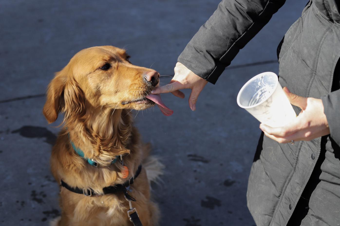 Dog with pup cup