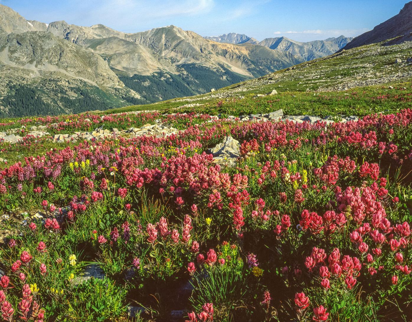 4 Rosy paintbrush, Missouri Basin, Collegiate Peaks Wilderness.jpg