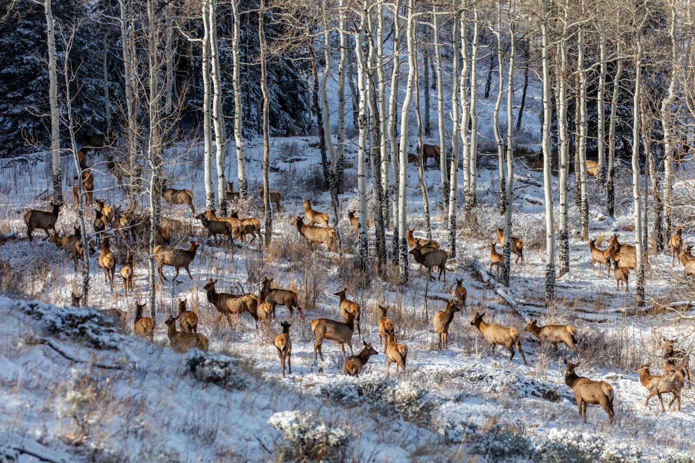 8 Rocky Mountain elk in the aspens, Arapaho National Forest.jpg