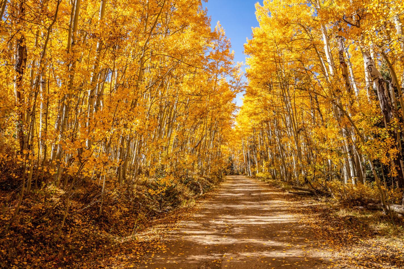 10 Road in the San Juan Mountains near Telluride.jpg
