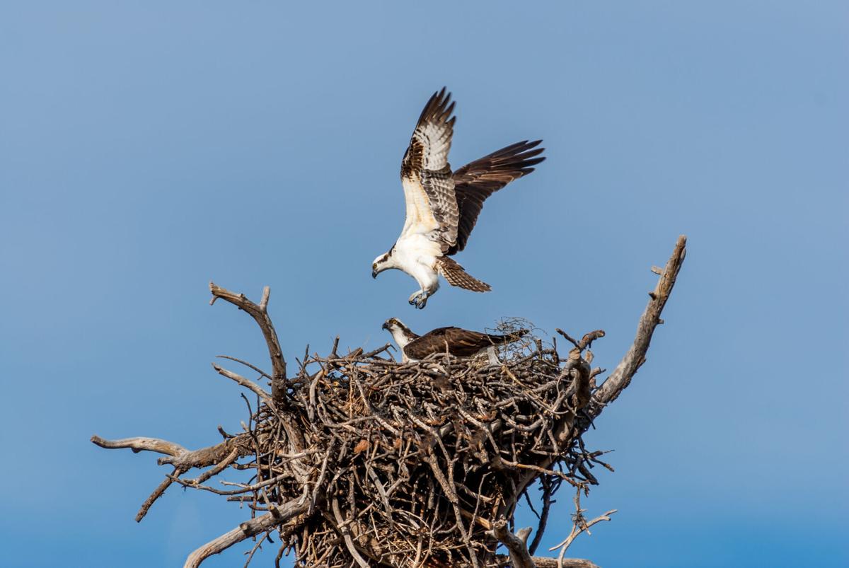 Rocky Mountain National Park announces closures to protect raptors, people