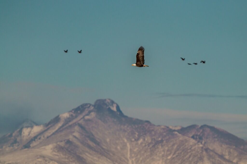 A bald eagle in front of Longs Peak. Photo Credit: FluidMediaFactory (iStock).