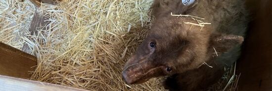 Orphaned bear cub escapes from South Lake Tahoe rescue center