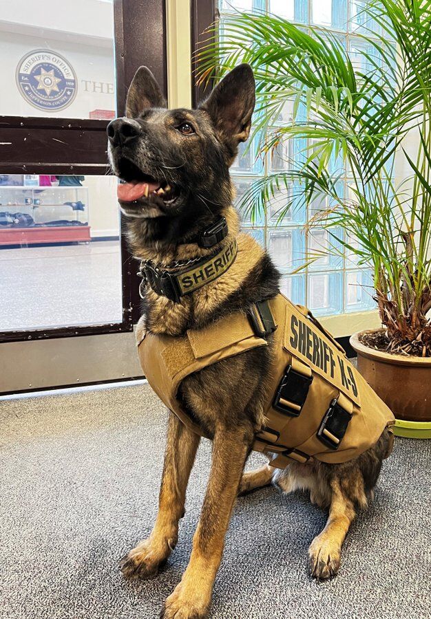 Jefferson County Sheriff's Office K-9 Graffit was killed Monday morning near Golden. (COURTESY OF THE JEFFERSON COUNTY SHERIFF'S OFFICE)