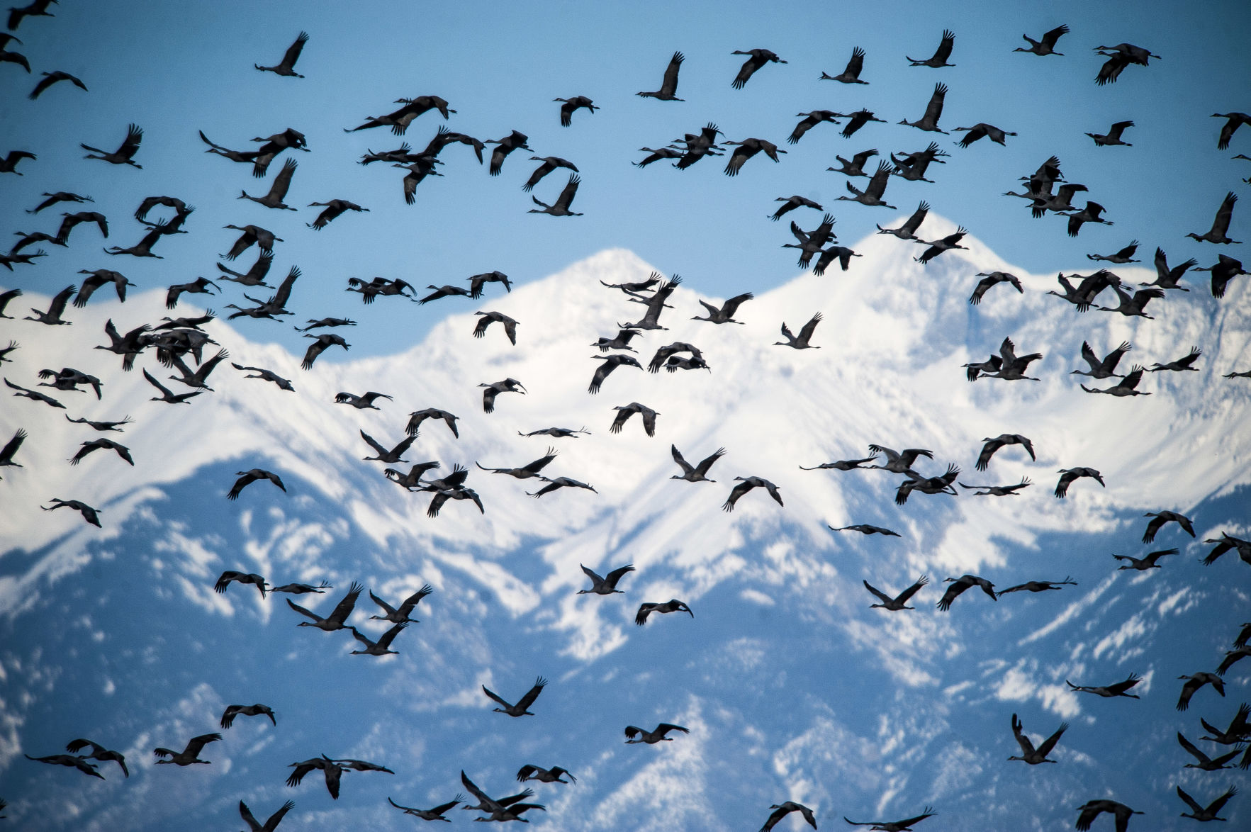 Beloved cranes are back in southern Colorado