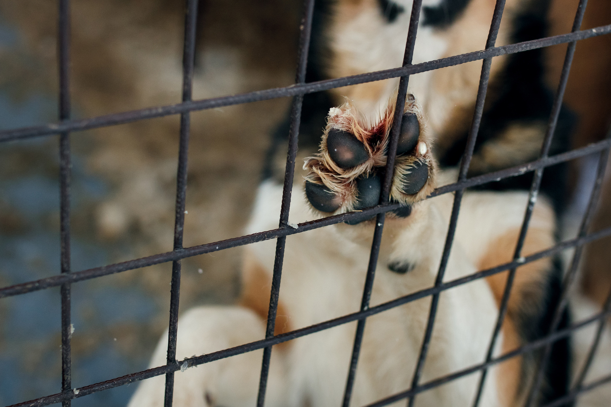 12 puppies arrive in Colorado following destructive tornado in Oklahoma