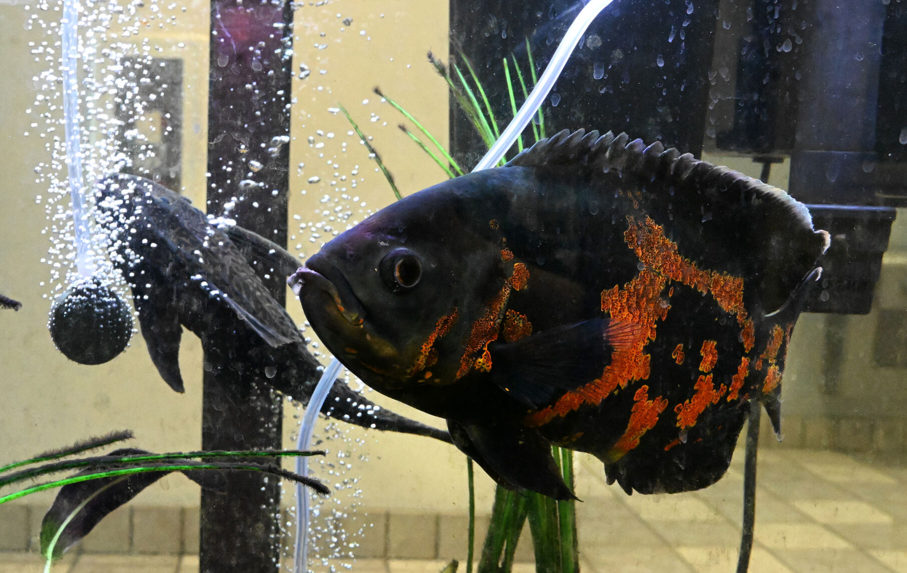 Fish, including this large Oscar fish, are available for adoption at the Humane Society of the Pikes Peak Region.