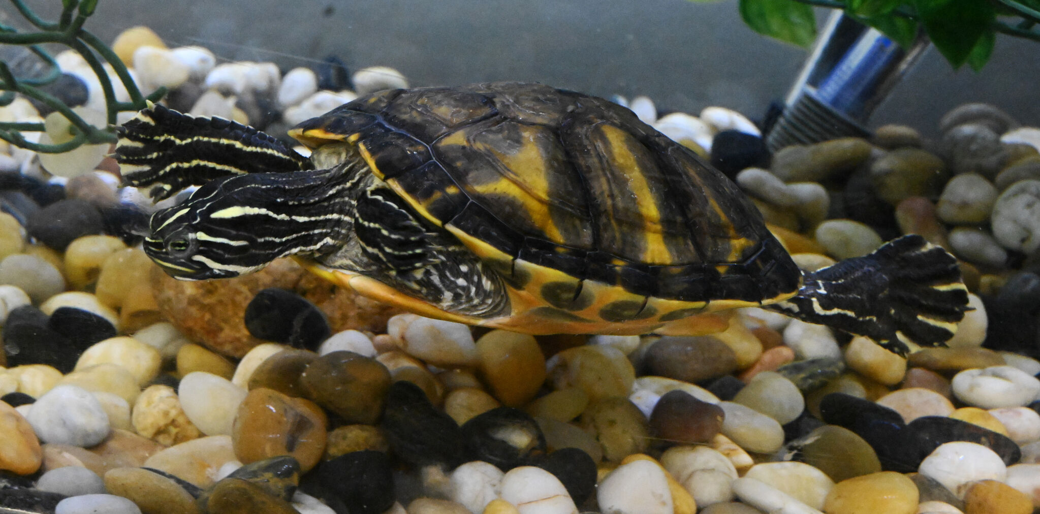 Raphaela, a 7-year-old yellow-bellied slider, waits to be adopted at the Humane Society of the Pikes Peak Region on Thursday, Feb. 23, 2023. (Photo by Jerilee Bennett, The Gazette)