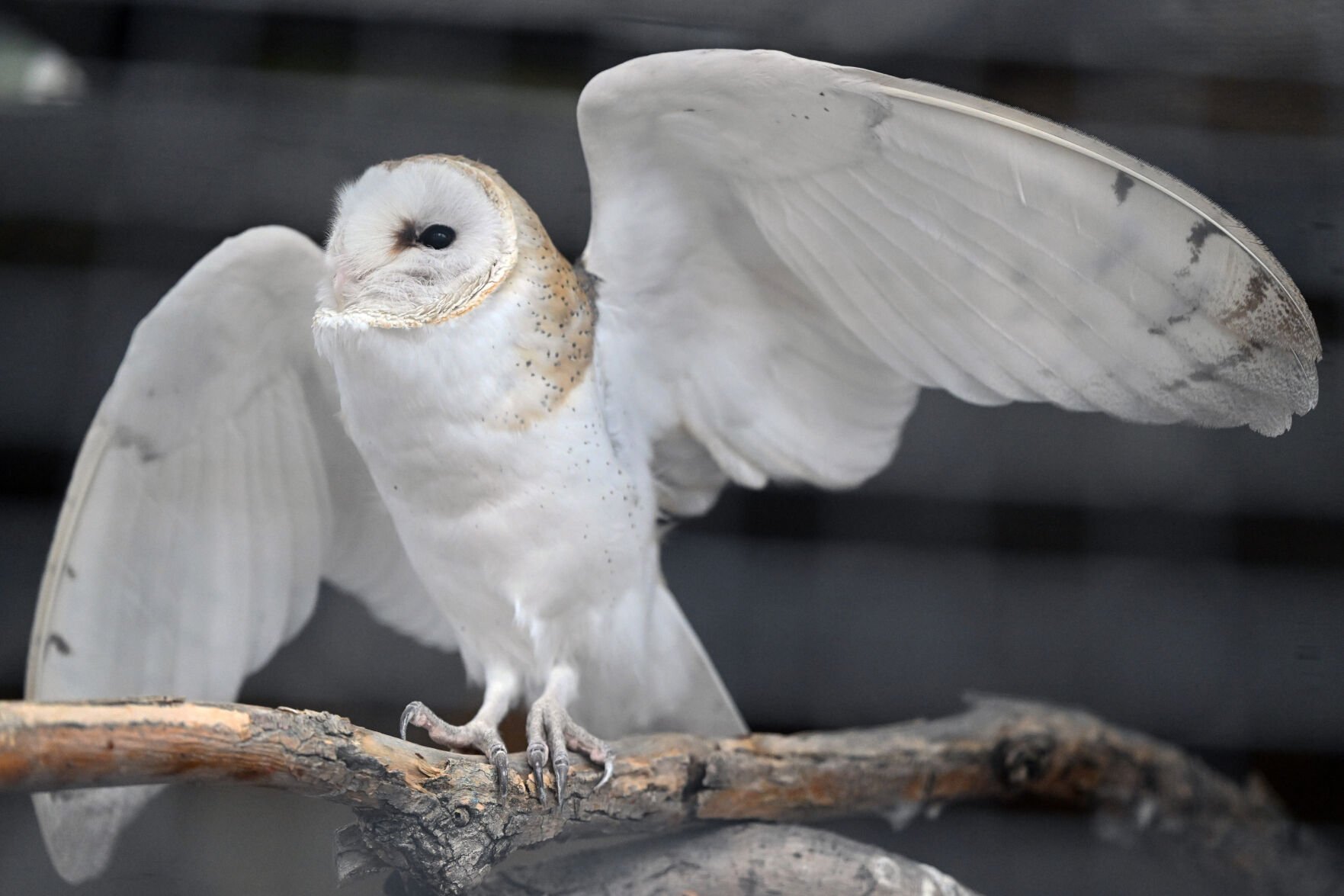 Hoosier stretches his wings. Thanks to their wings that hook together like Velcro, barn owls can move silently through the night as they stalk their prey.