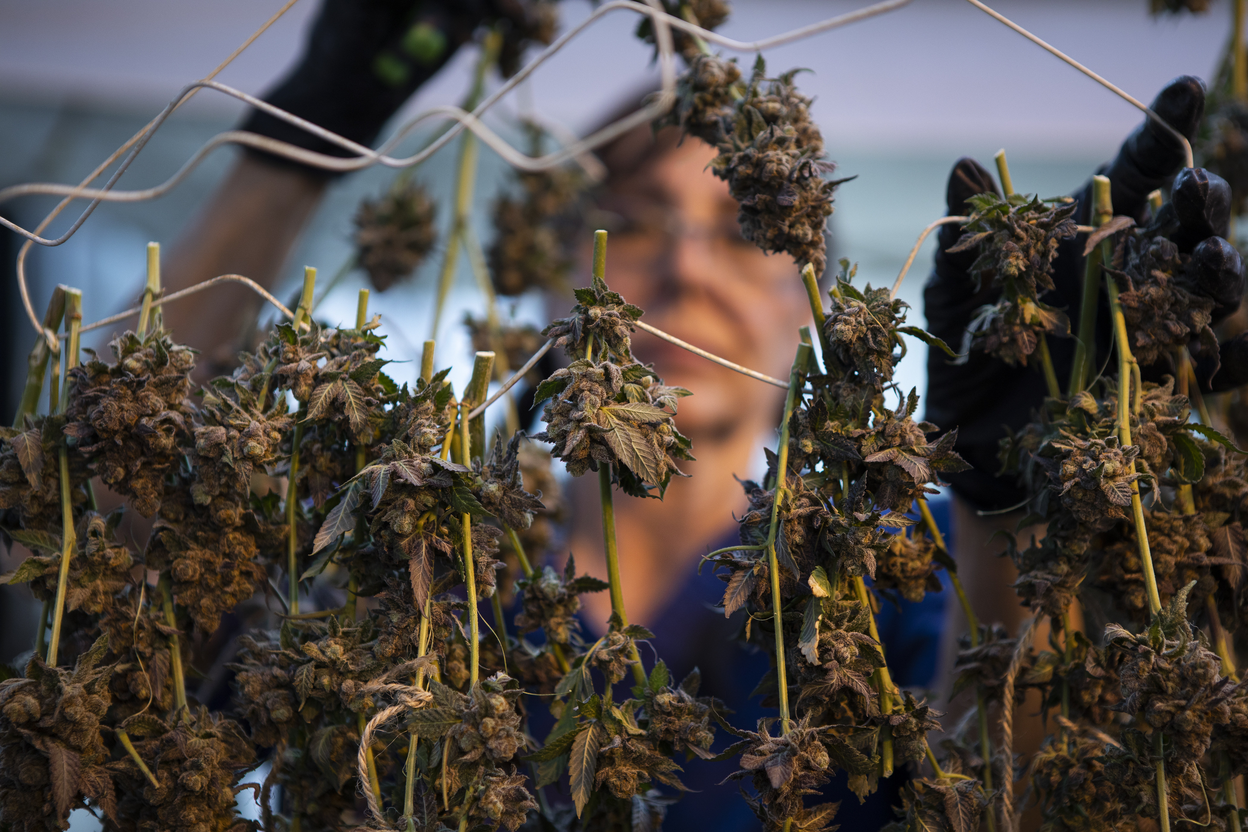 FILE: Processor Barbara Sendejas “chopsticks” harvested marijuana plants before they go into a curing room at the Euflora cannabis greenhouse. (Timothy Hurst/The Denver Gazette)