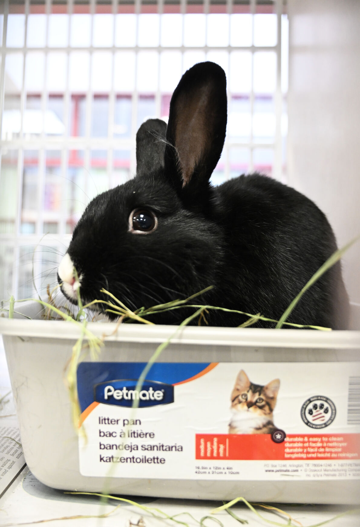 A rabbit hangs out just before getting adopted at the Humane Society of the Pikes Peak Region on Thursday, Feb. 23, 2023. (Photo by Jerilee Bennett, The Gazette)