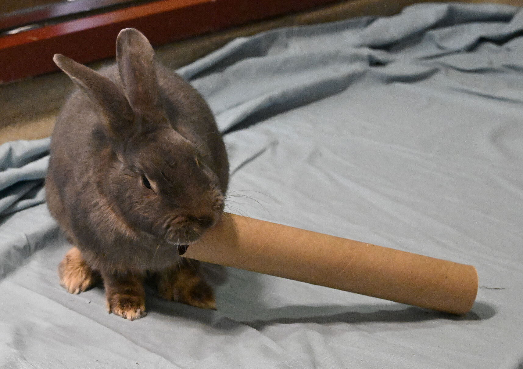 RIGHT: A rabbit plays with a paper towel roll while waiting to be adopted at the Humane Society of the Pikes Peak Region.
