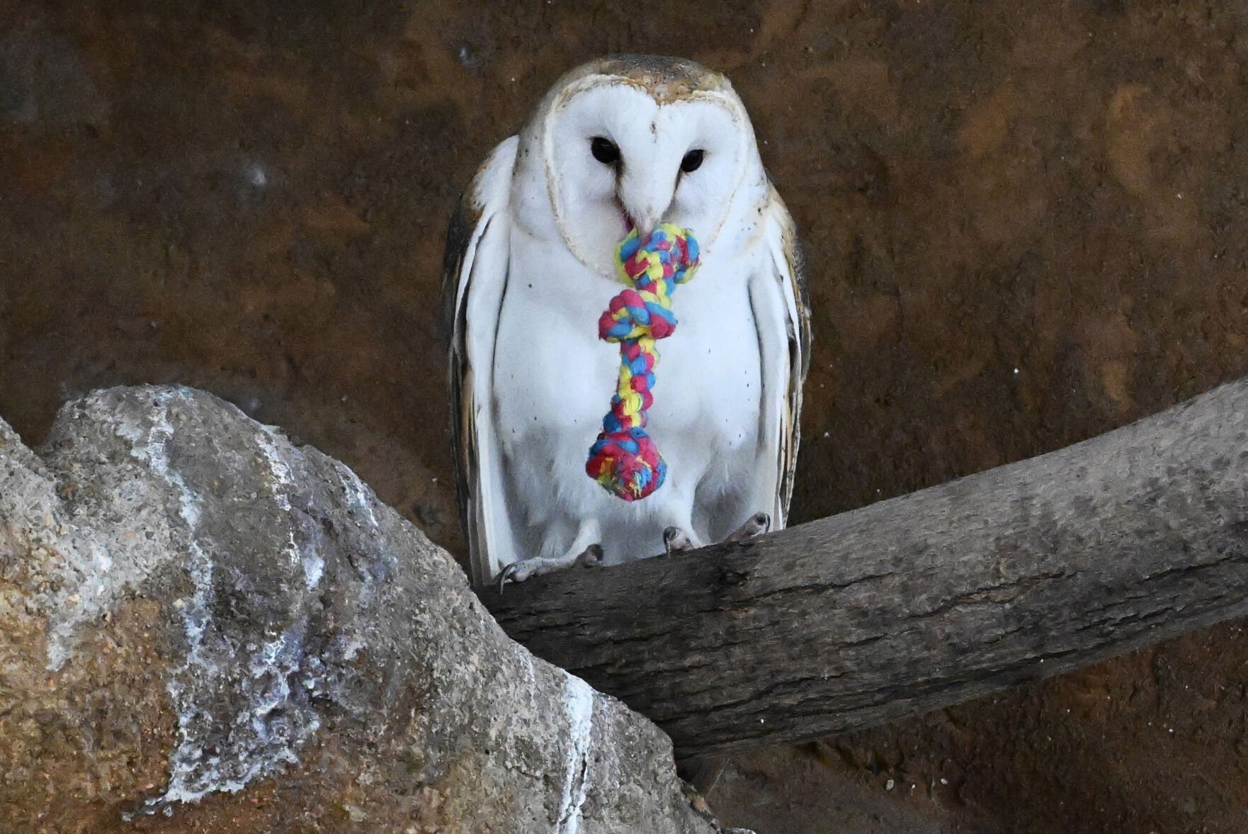 Heart-shaped face, puppy-like tendencies: Meet the barn owl at Cheyenne Mountain Zoo