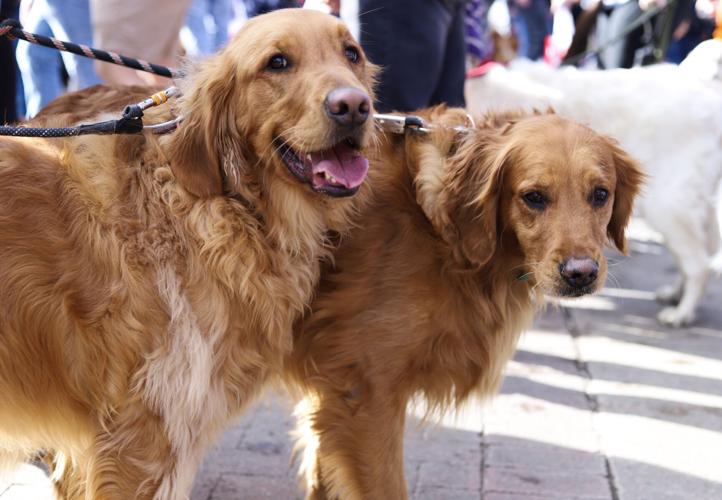 Goldens in Golden 6