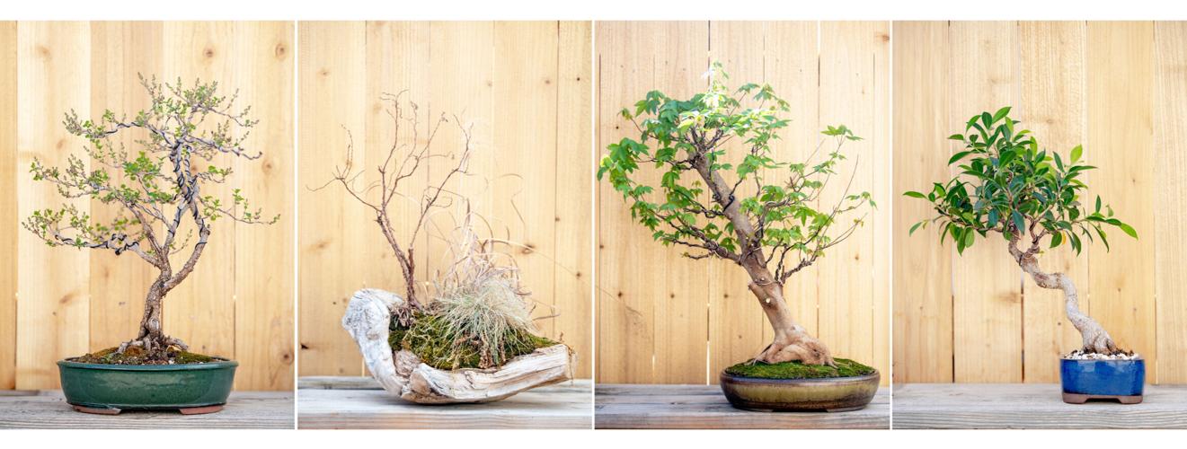 031723-fam-bonsai-dg 1.JPG