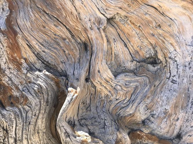 bristlecone detail.JPG