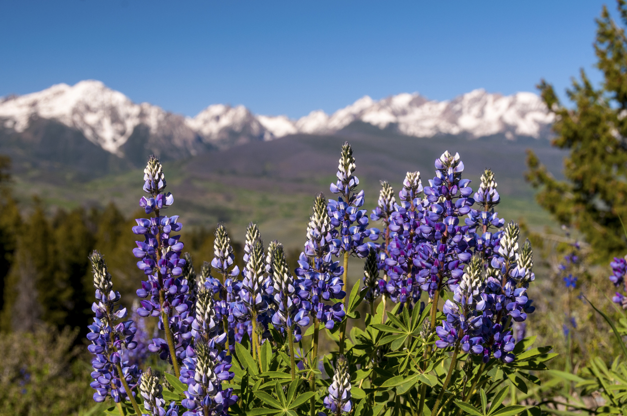 Flowers in the Gore Range. Photo Credit: skibreck (iStock). (skibreck)