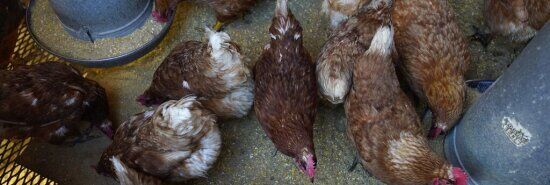 Mass vaccination of chickens against bird flu could hurt US sellers