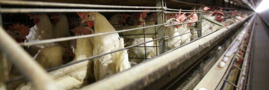 Experts seek to allay fears of human-to-human transmission after bird flu death