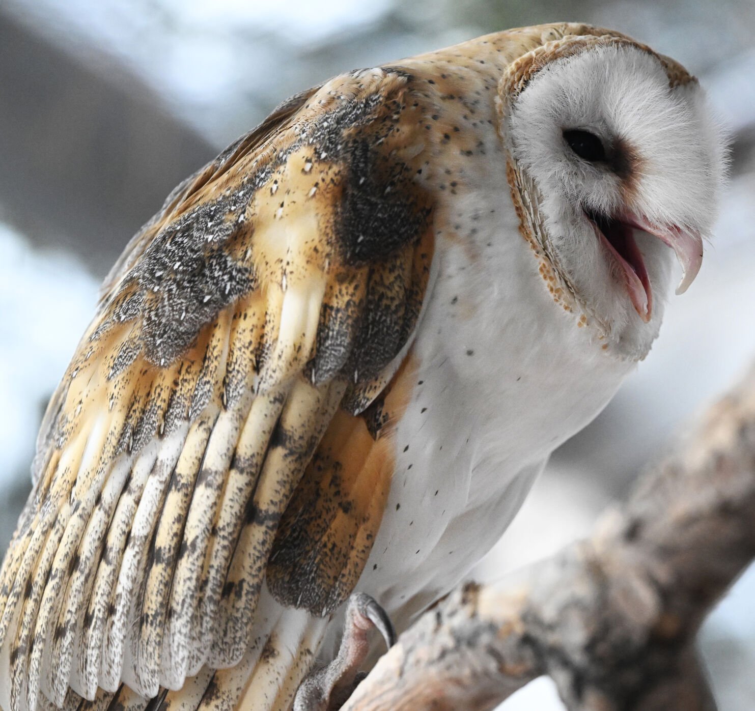 The beautifully colored wings can be seen on Hoosier the barn owl at the Cheyenne Mountain Zoo on Thursday, March 16, 2023. (Photo by Jerilee Bennett, The Gazette)