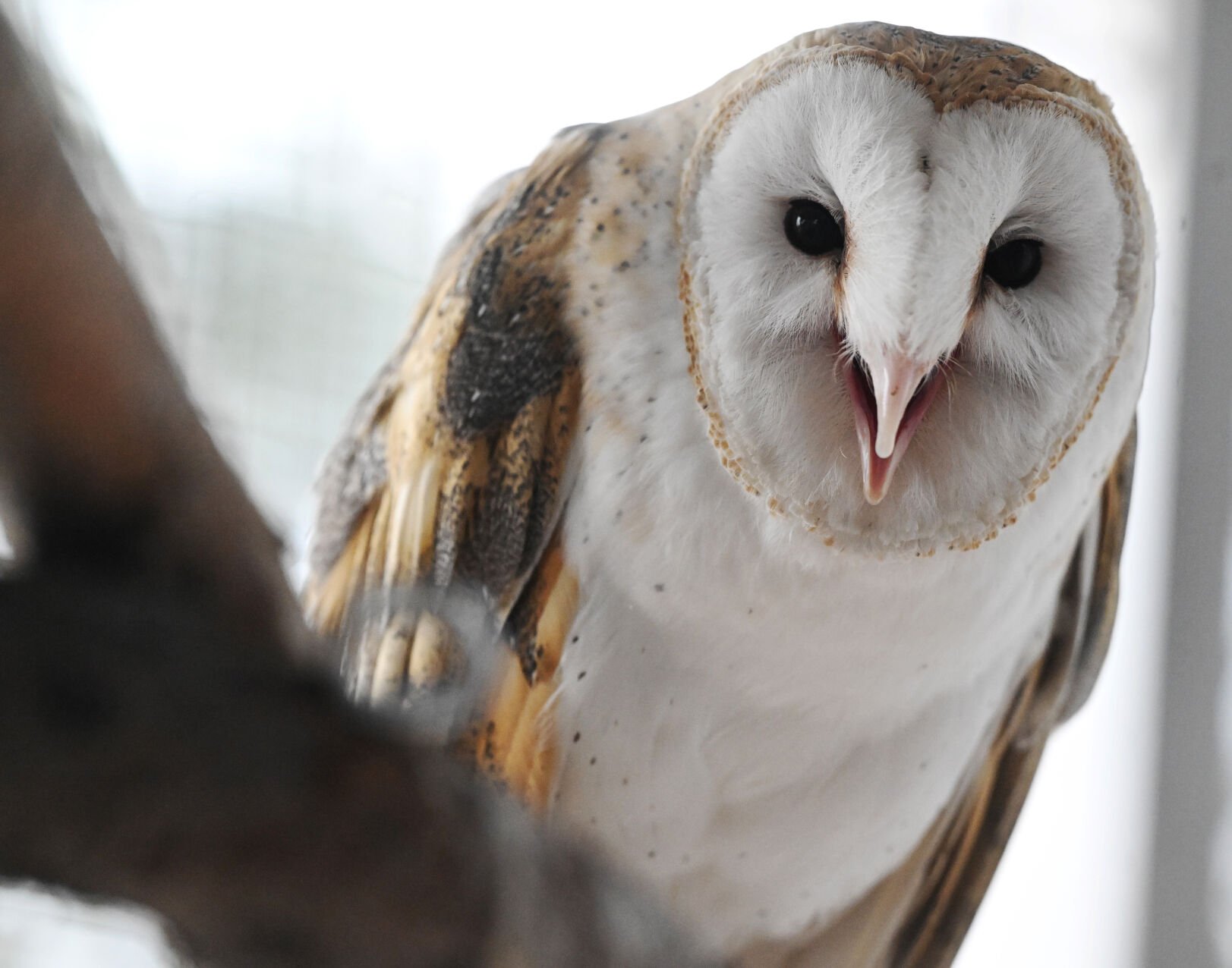 Hoosier the barn owl hangs out on a snowy day at the Cheyenne Mountain Zoo on Thursday, March 16, 2023. (Photo by Jerilee Bennett, The Gazette)