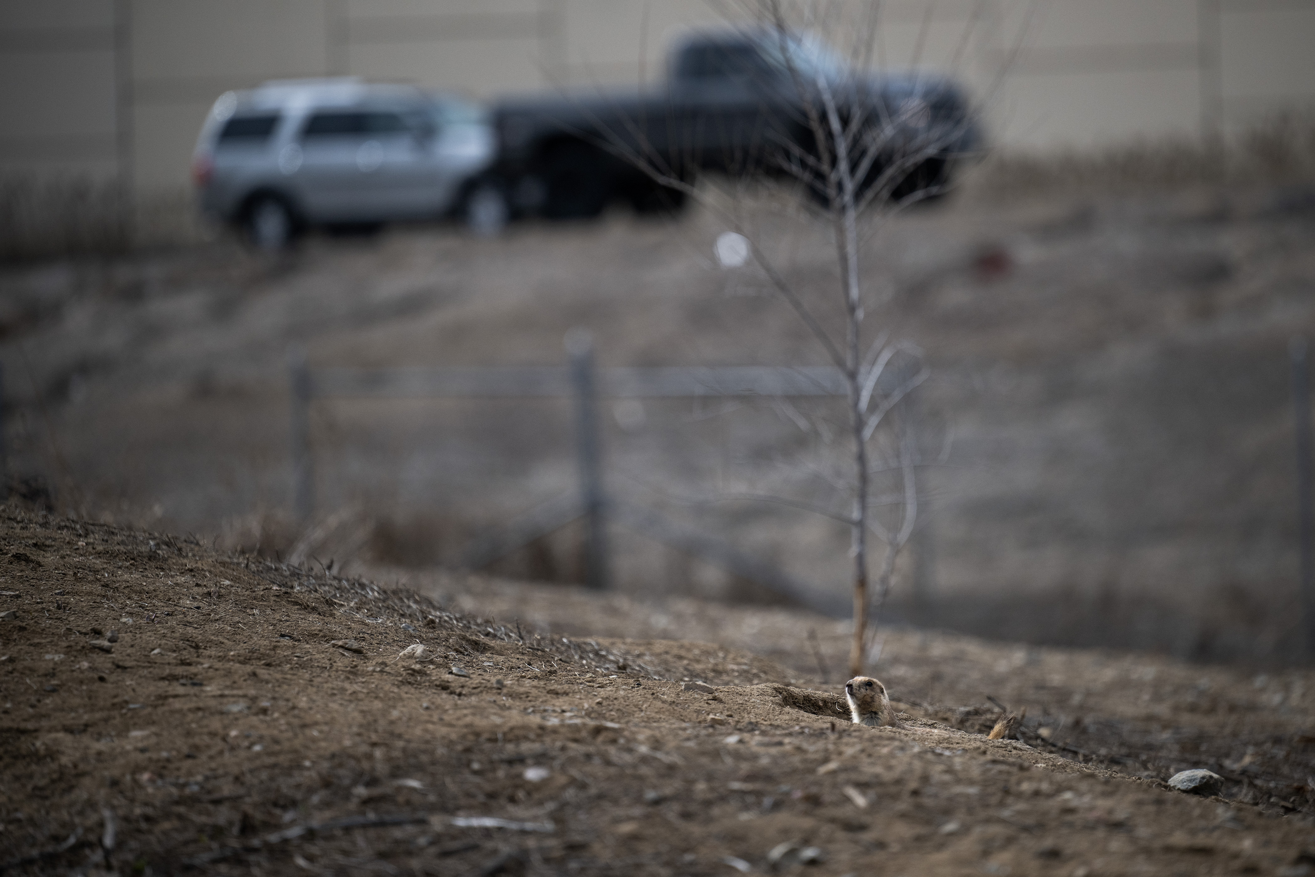Highway traffic passes as a prairie dog pokes it’s head out of a burrow in an area where poison-based mitigation is occurring along the green space just to the south of the northbound I-25 to I-225 exit, on Friday, March 10, 2023, in Denver, Colo. (Timothy Hurst/Denver Gazette) (TimHursttim.hurst@gazette.comhttps://secure.gravatar.com/avatar/aca82bd62b4ee425c598527cd6faa1b1?d=mm&r=g)