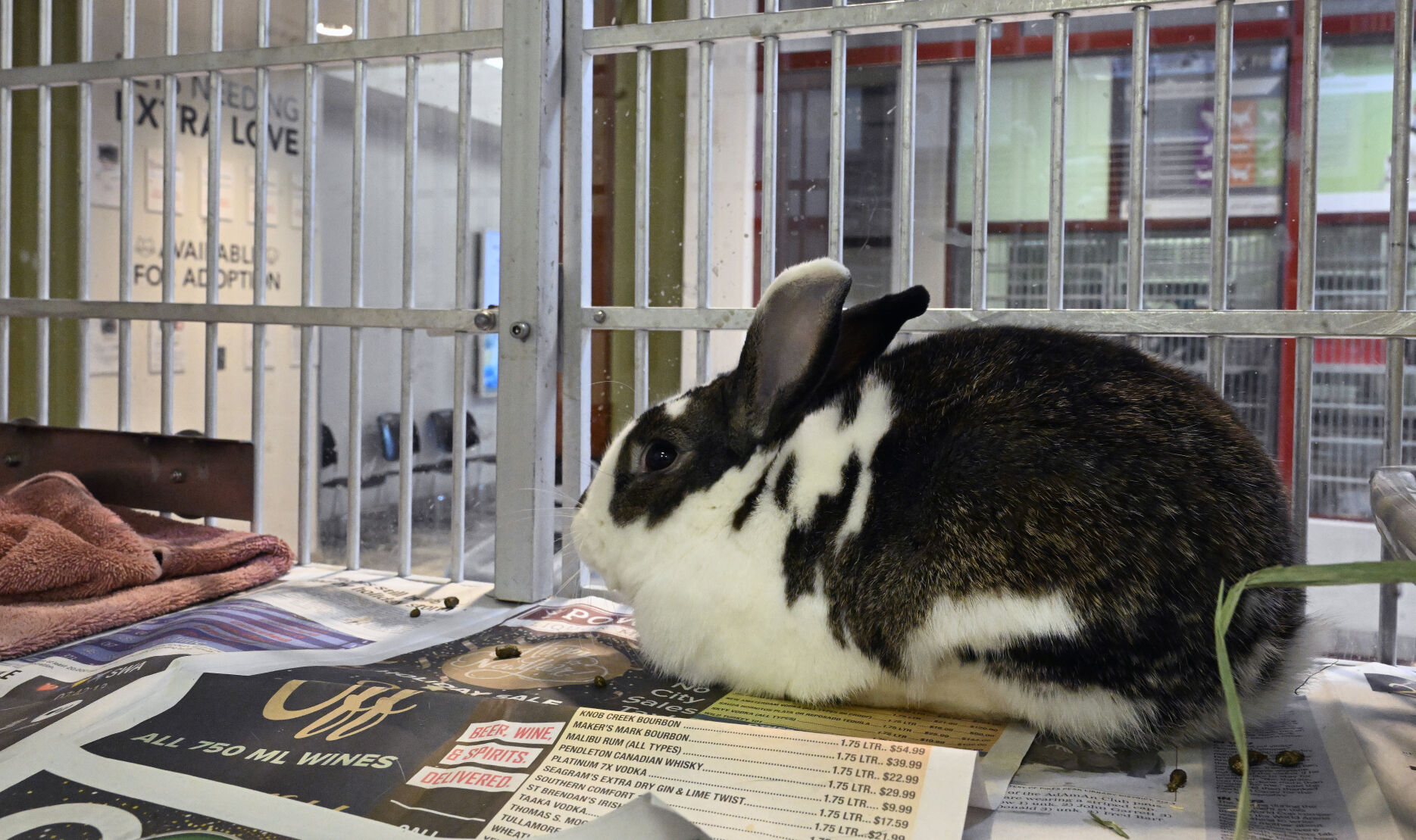 A rabbit waits to adopted at the Humane Society of the Pikes Peak Region.