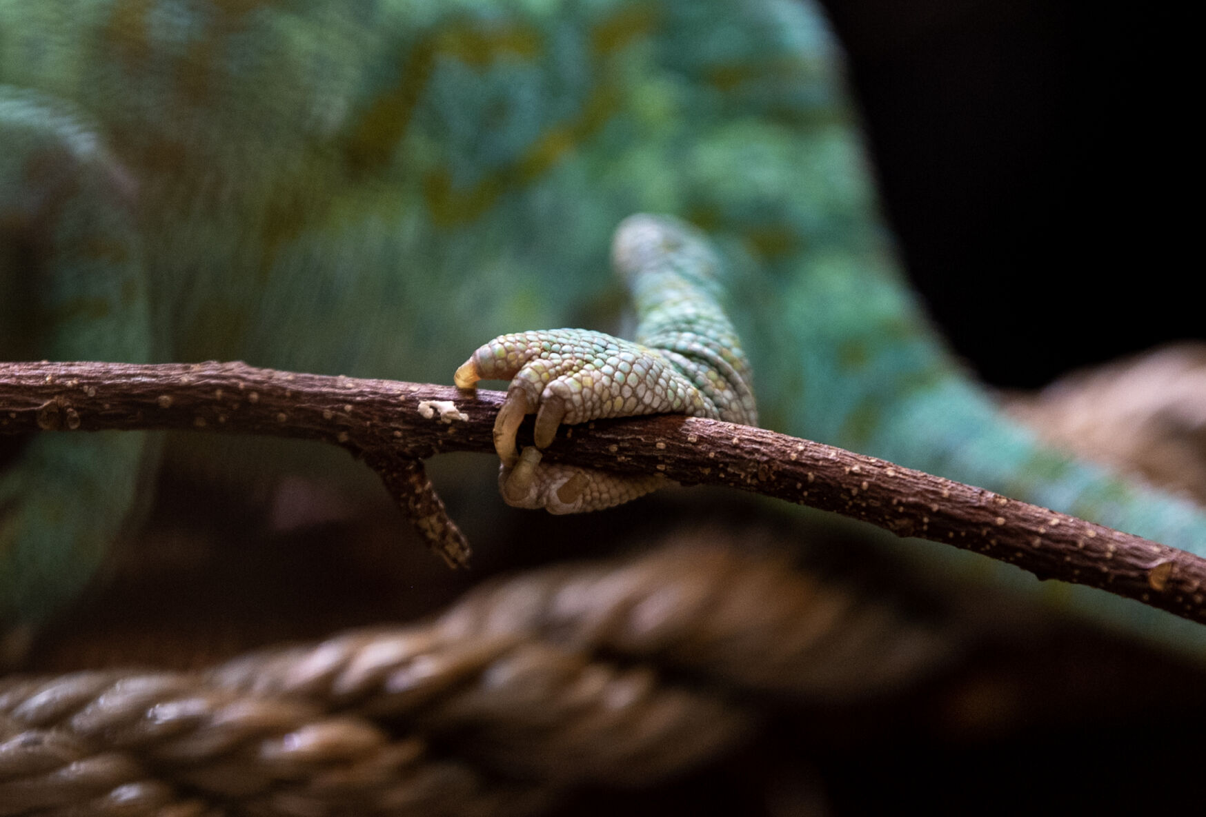 Girl George uses her clam like feet to grip onto a branch in her enclosure at the Cheyenne Mountain Zoo on Thursday, April 13, 2023. (Parker Seibold, The Gazette) (Parker Seibold)