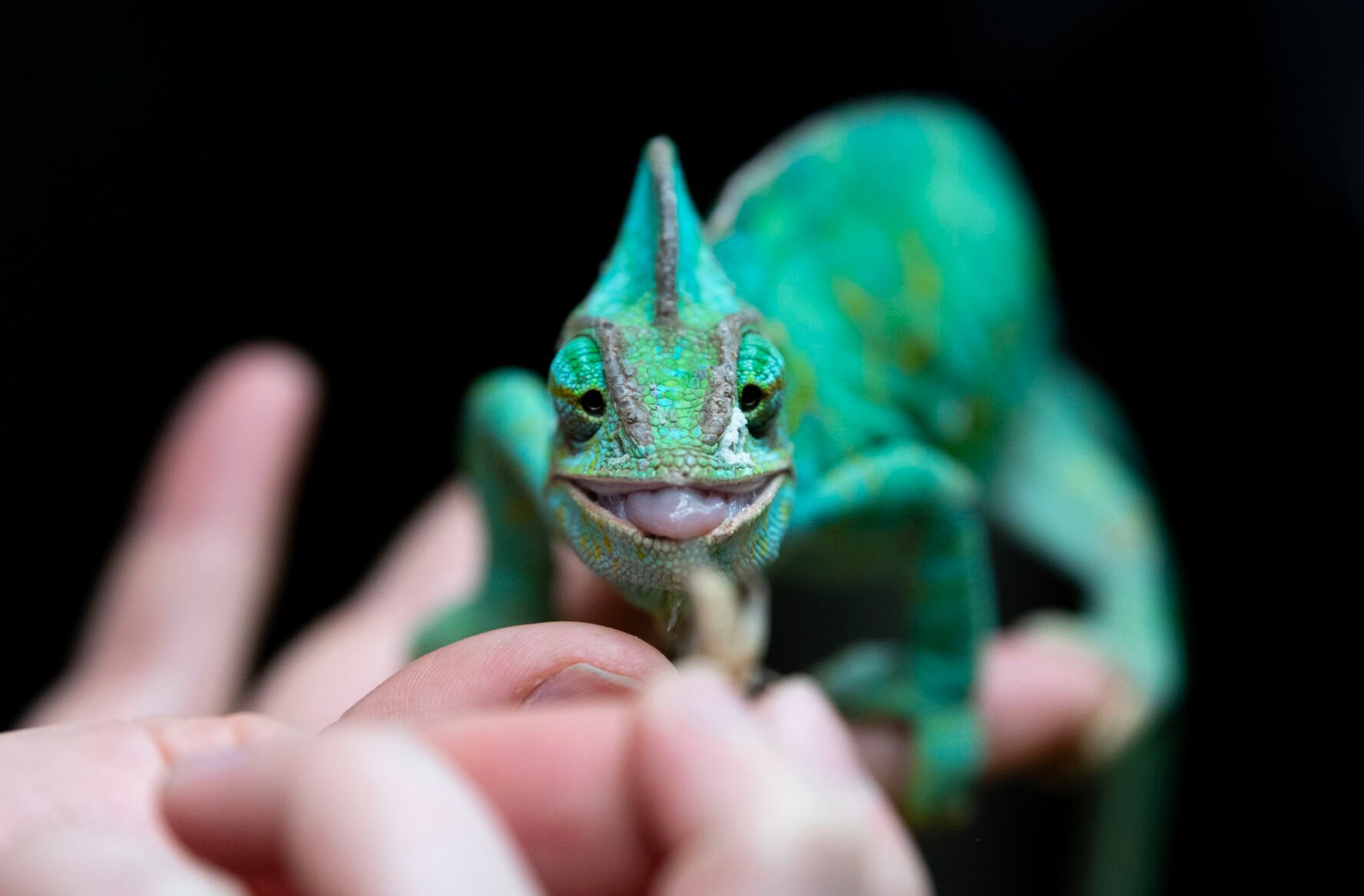 She’s watching you: Meet the veiled chameleon at Cheyenne Mountain Zoo