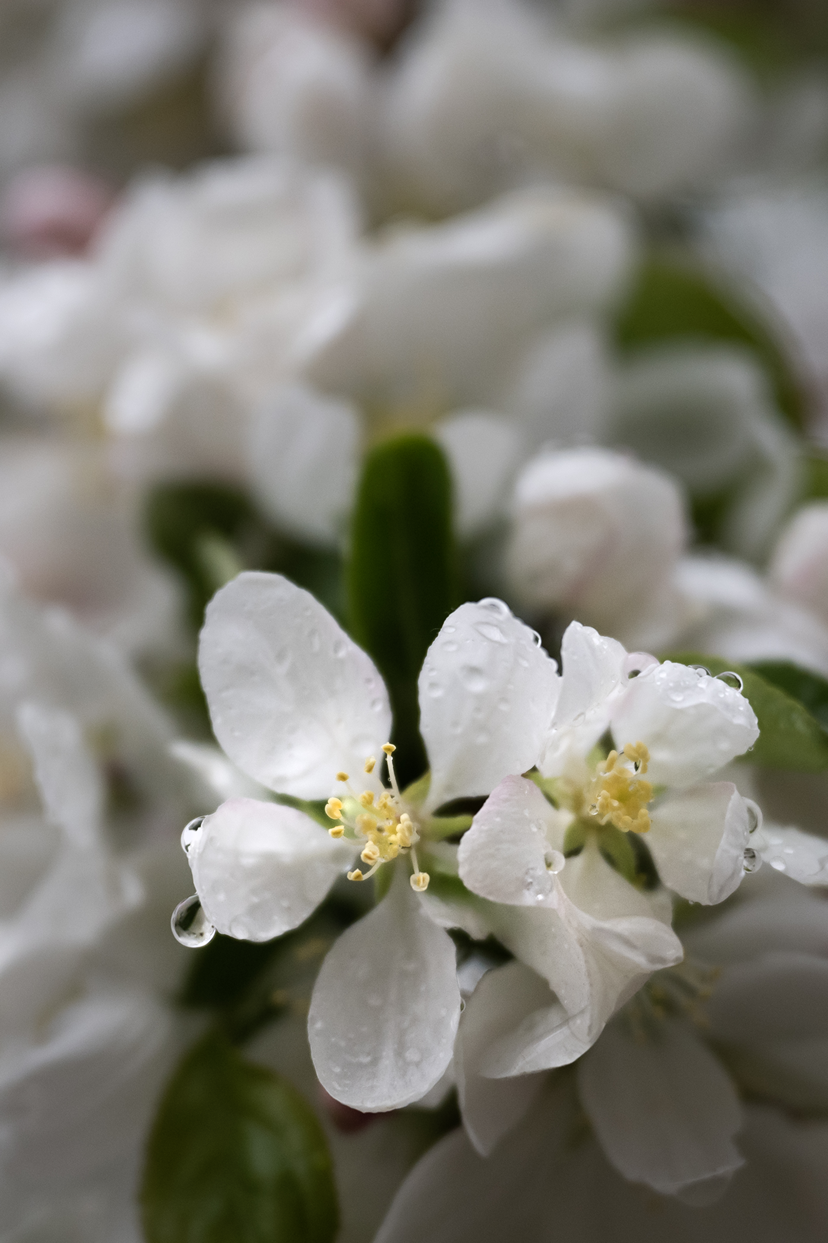 Rain drops cling to the flowers of a budding tree during a rainstorm on Auraria Campus on Tuesday, April 25, 2023, in Denver, Colo. (Timothy Hurst/Denver Gazette) (TimHursttim.hurst@gazette.comhttps://secure.gravatar.com/avatar/aca82bd62b4ee425c598527cd6faa1b1?d=mm&r=g)