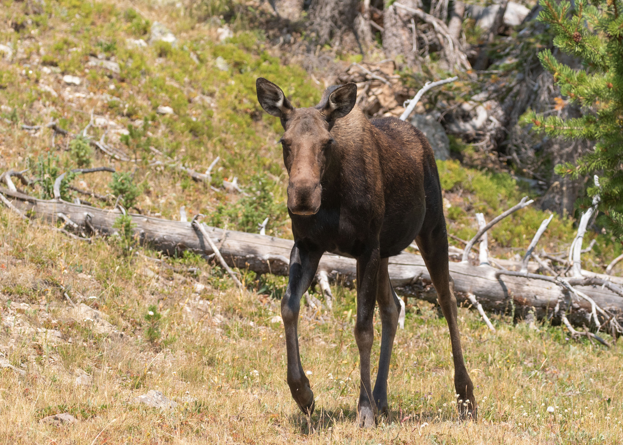 [VIDEO] Moose strolls into movie theater, snacks on popcorn