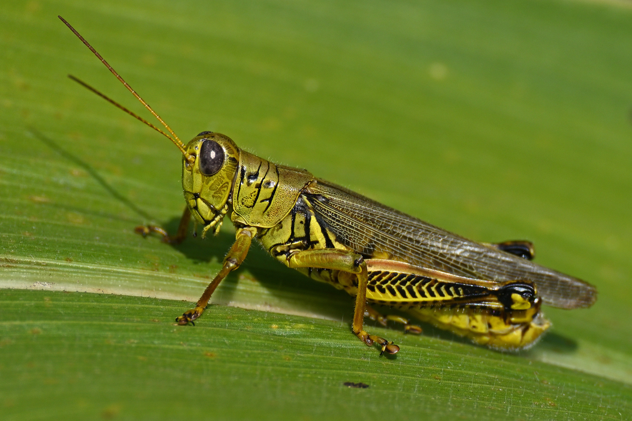 Photo Credit: Robert Winkler. File photo. (iStock) (Robert Winkler)