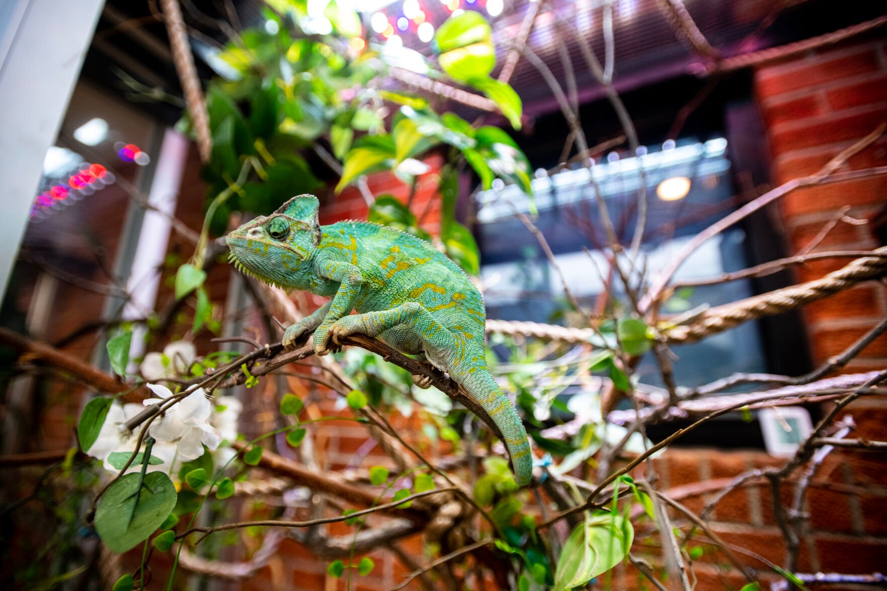Girl George perches on a branch in her enclosure at Cheyenne Mountain Zoo on Thursday, April 13, 2023. Chameleons are famous for their color changing ability. If Girl George decorated in blue, greenish and yellow spots (pictured here) , it’s a signal all is well, but if she starts to get some brown or black, she may not be very happy. (Parker Seibold, The Gazette) (Parker Seibold)