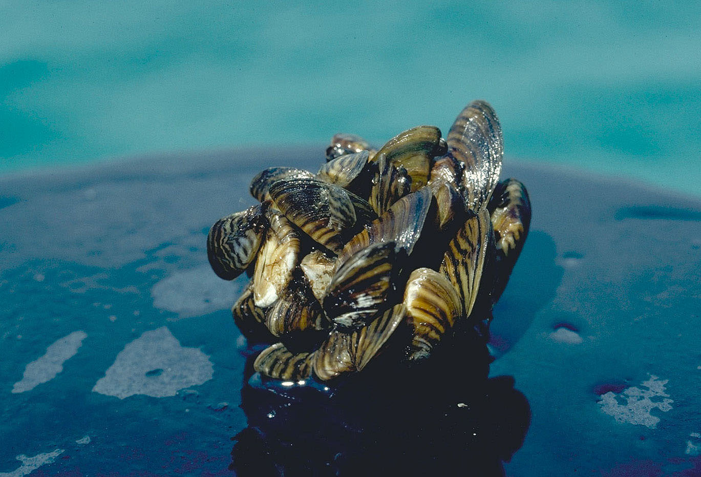 Colorado officials to drain Highline Lake in escalated battle against zebra mussels