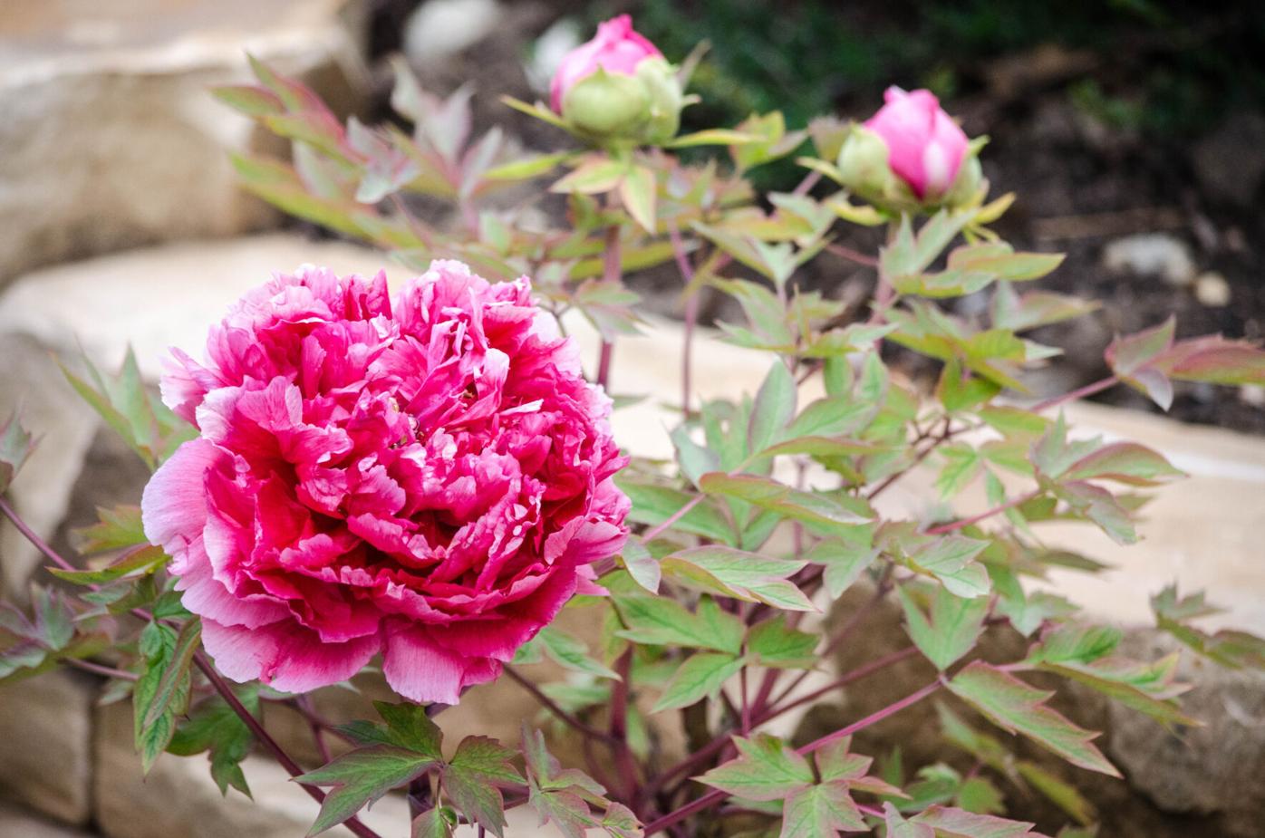 Year-round gardening: Become a Colorado Master Gardener volunteer