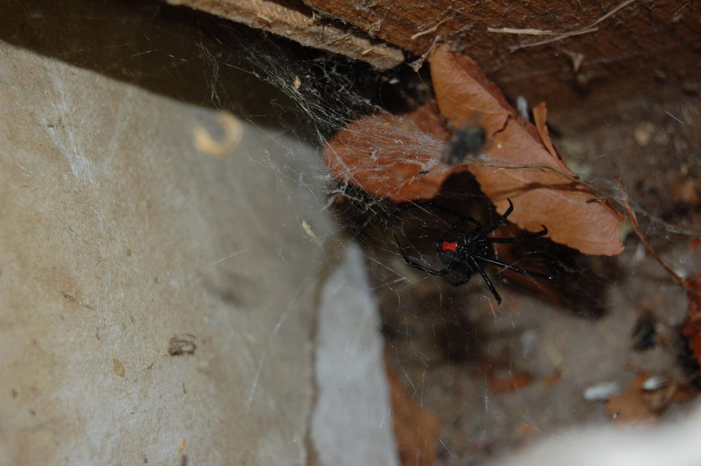 Black widow in web