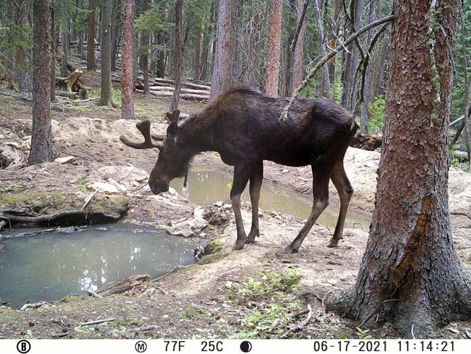 Trail cam photo from Mount Tom Conservation Corridor_Cappellos.JPG